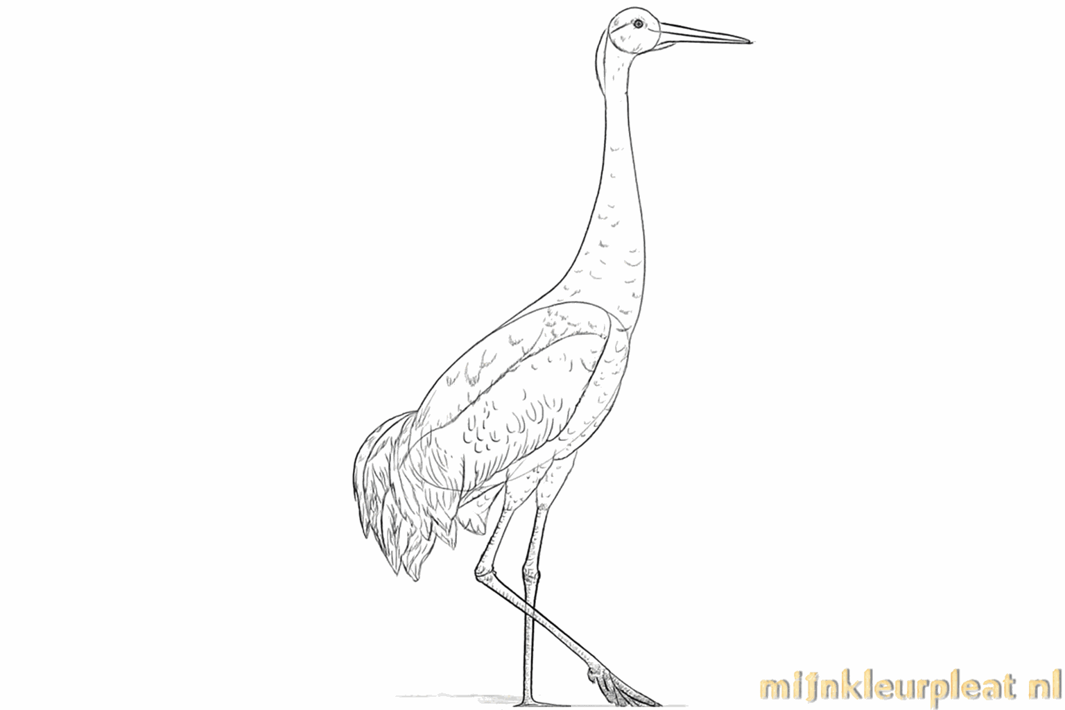 Refined lines for the feathers and the neck of the crane.