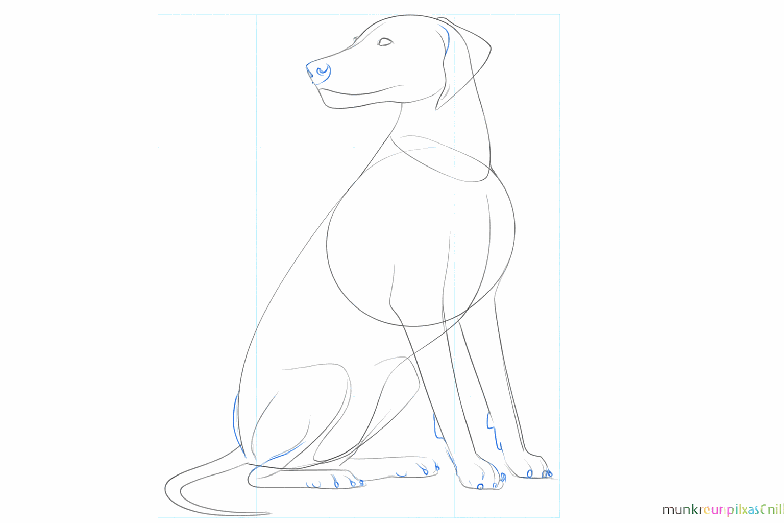 Details van de pootjes, ogen en de neus van de hond.