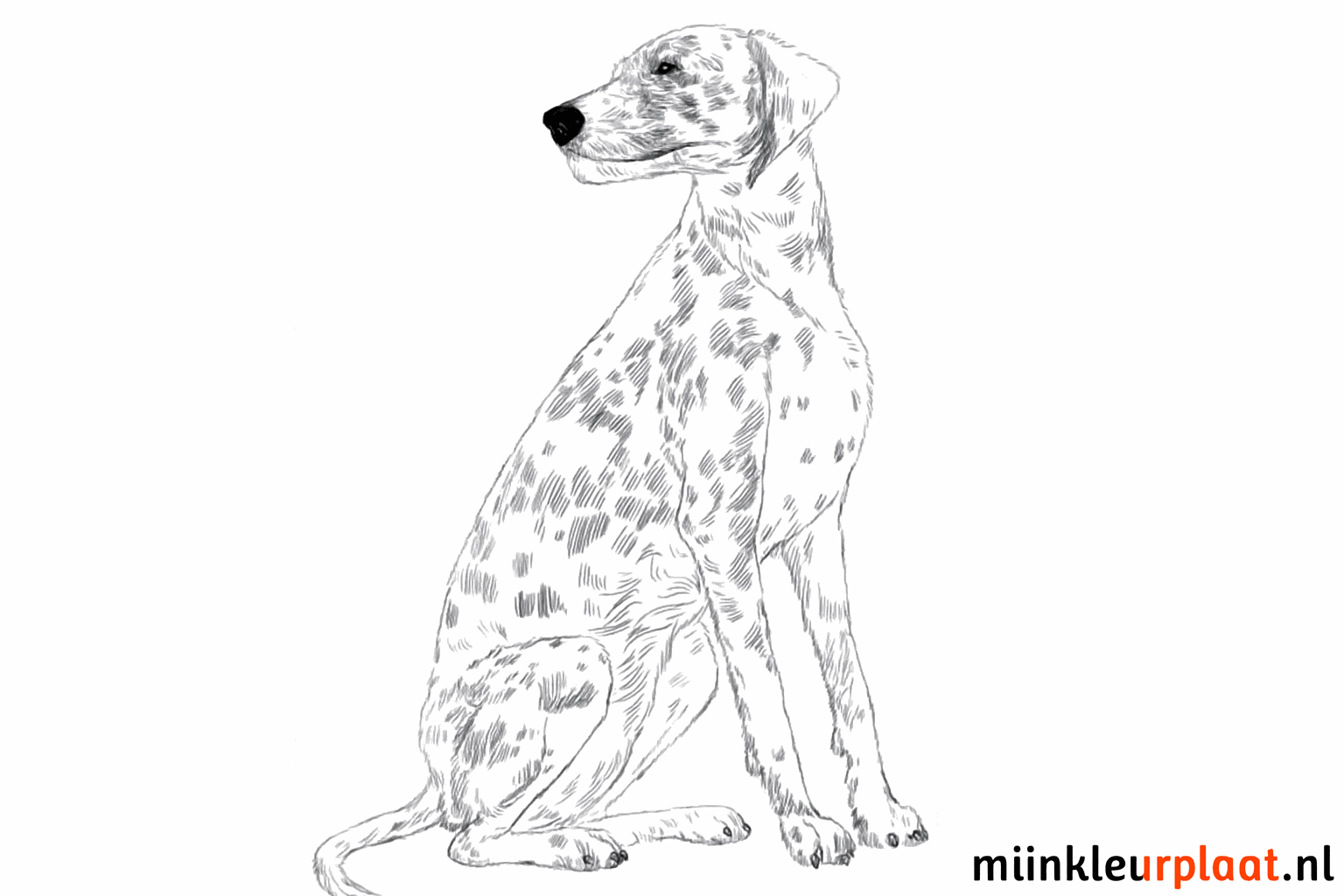 Ingekleurde dalmatiër met vlekken staand op een getekende ondergrond.