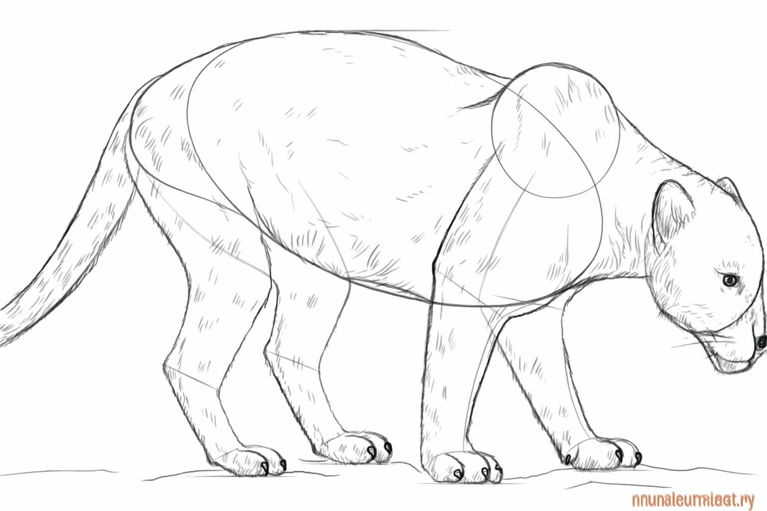 Details van de klauwen en de ogen van de panter worden getekend.