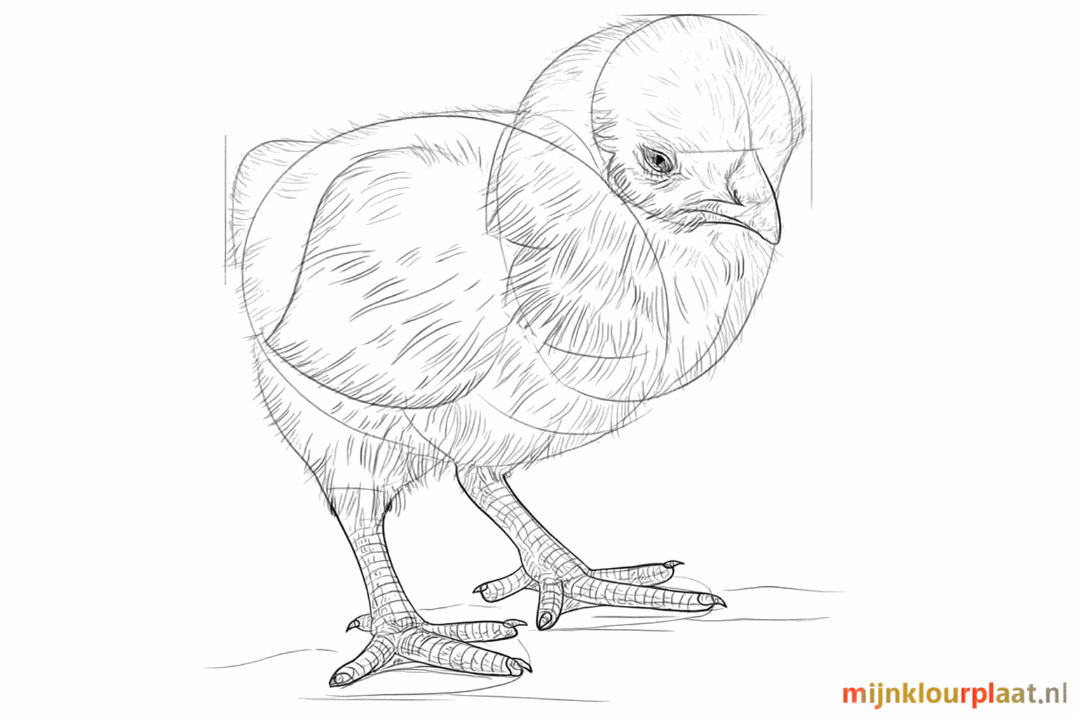 The chick gets small feathers and details all over its body.