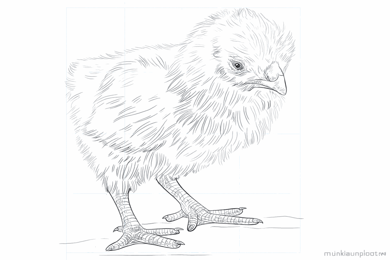 Drawing a cute chick: step-by-step for children