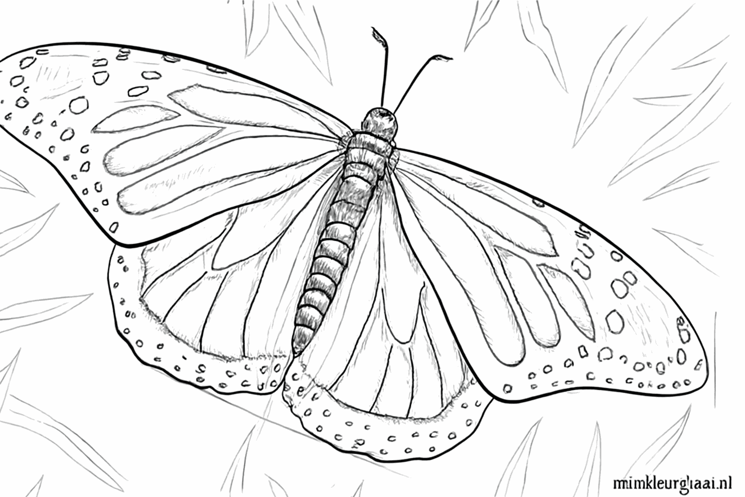 Details van kleine cirkeltjes langs de buitenrand van de vlindervleugels.