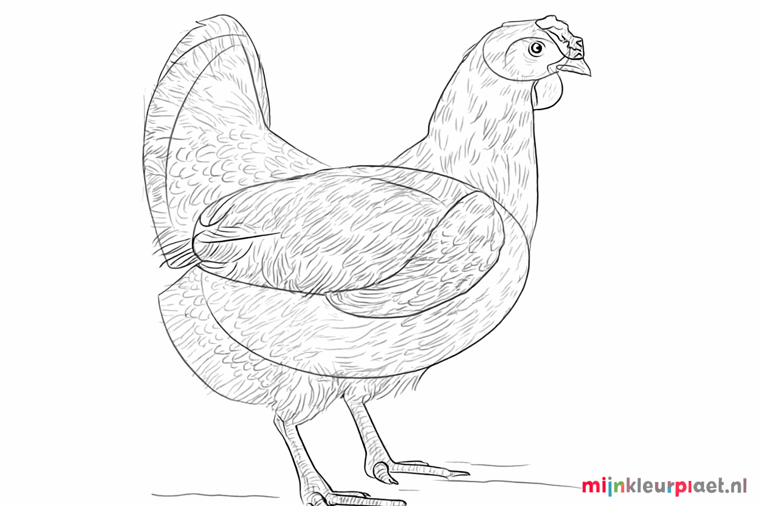 Details of feathers on the wing and a small wattle under the beak.