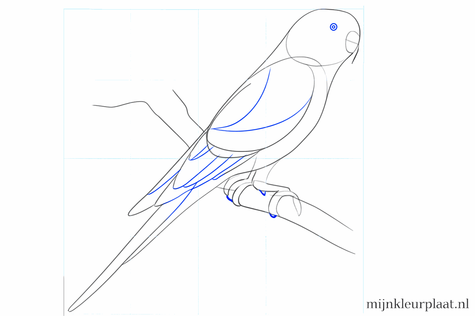 The tail takes shape and the wing gets its first feathers.