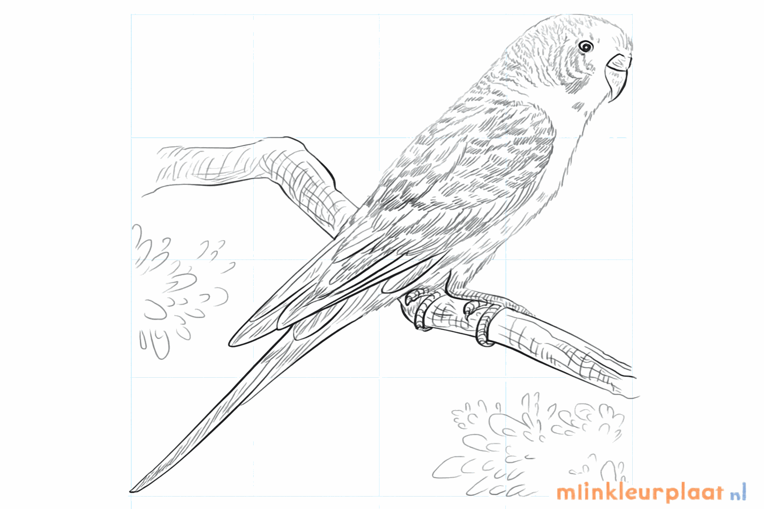 Drawing a cheerful parakeet