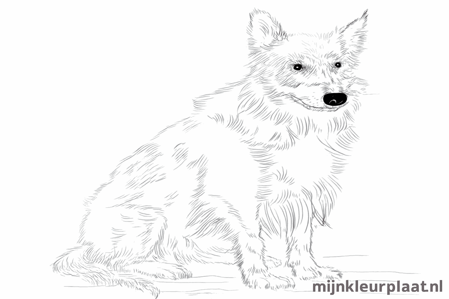 De afgemaakte tekening van een Border Collie zonder hulplijnen.