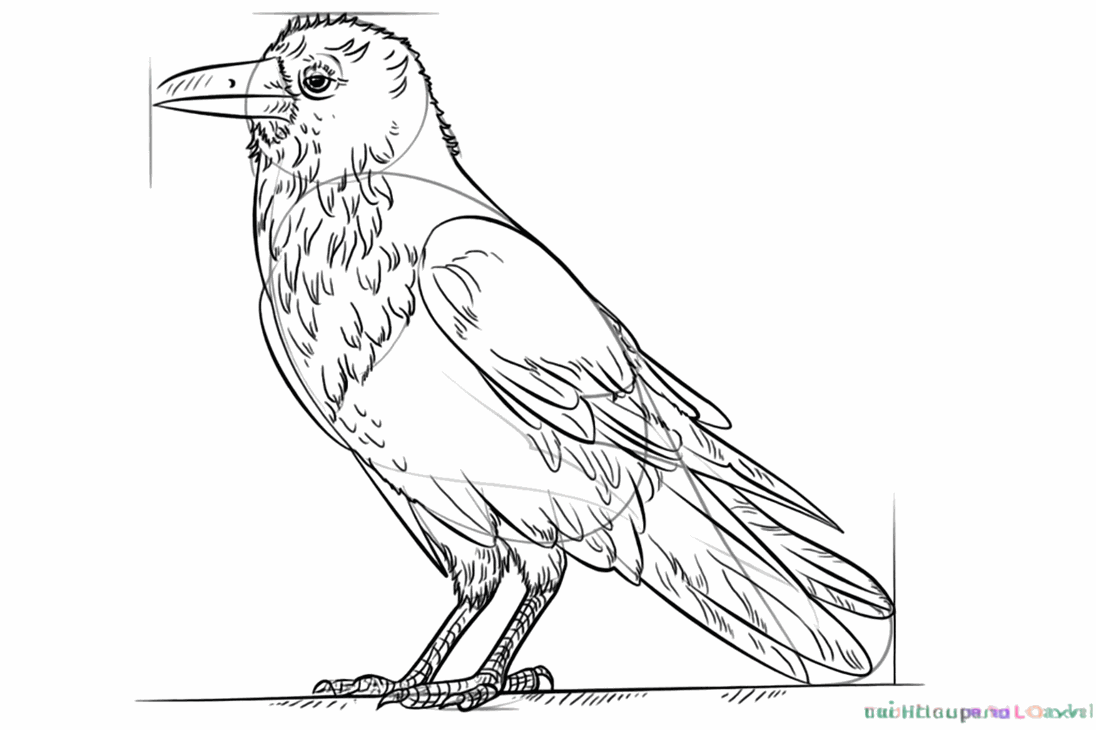 The raven is now sitting on a branch and has small feathers on its chest.