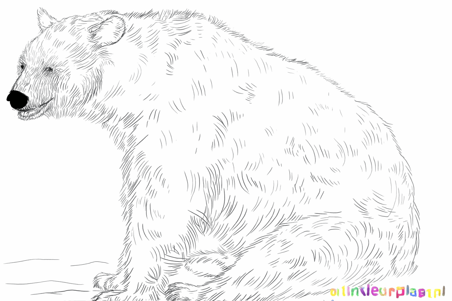 Drawing a cool black bear