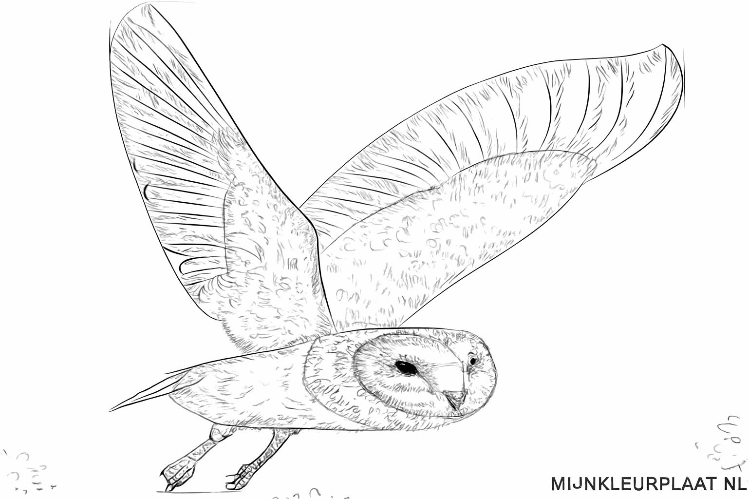 Details of the feathers on the wings and body of the barn owl.