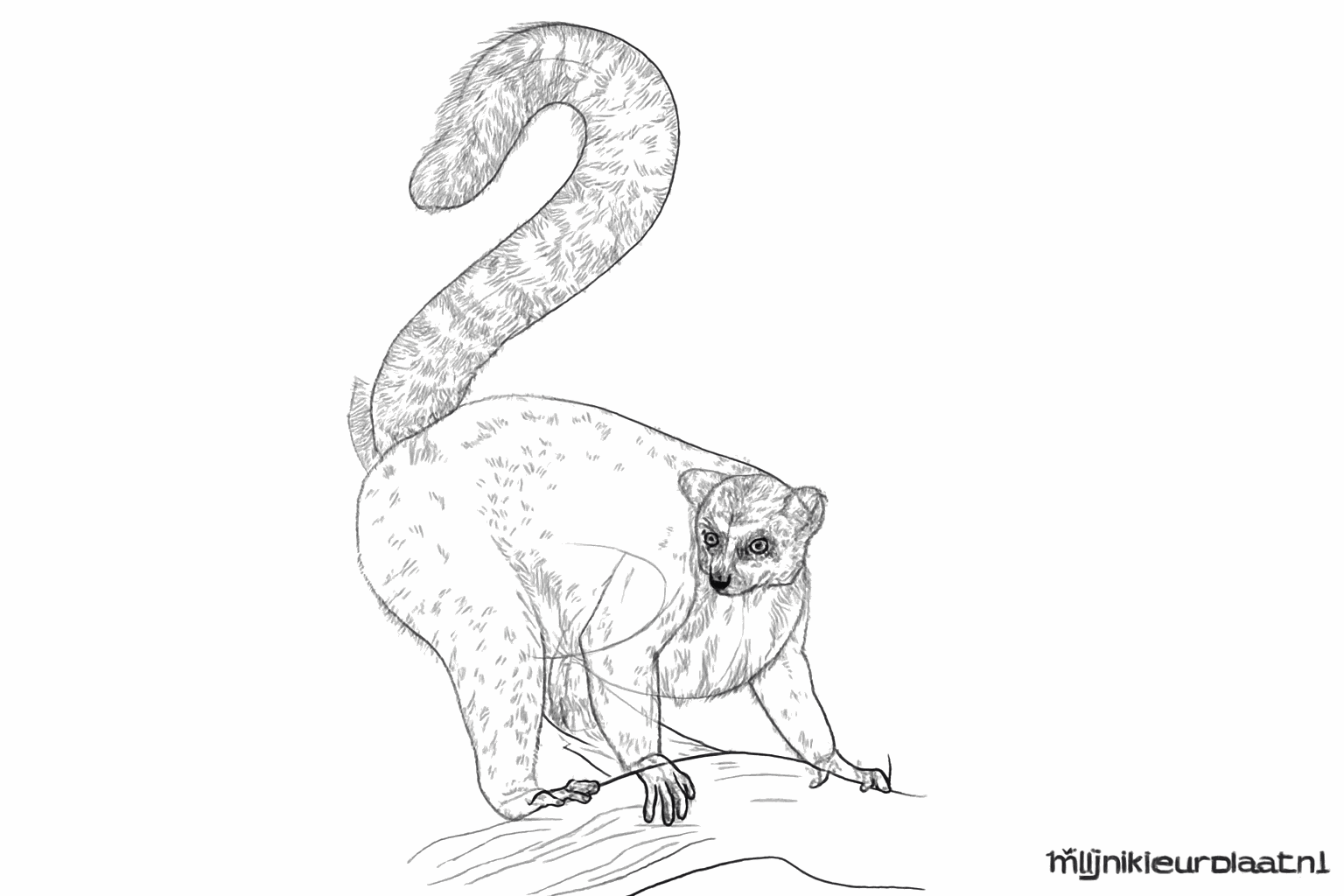 Drawing rings on the tail and details on the paws.