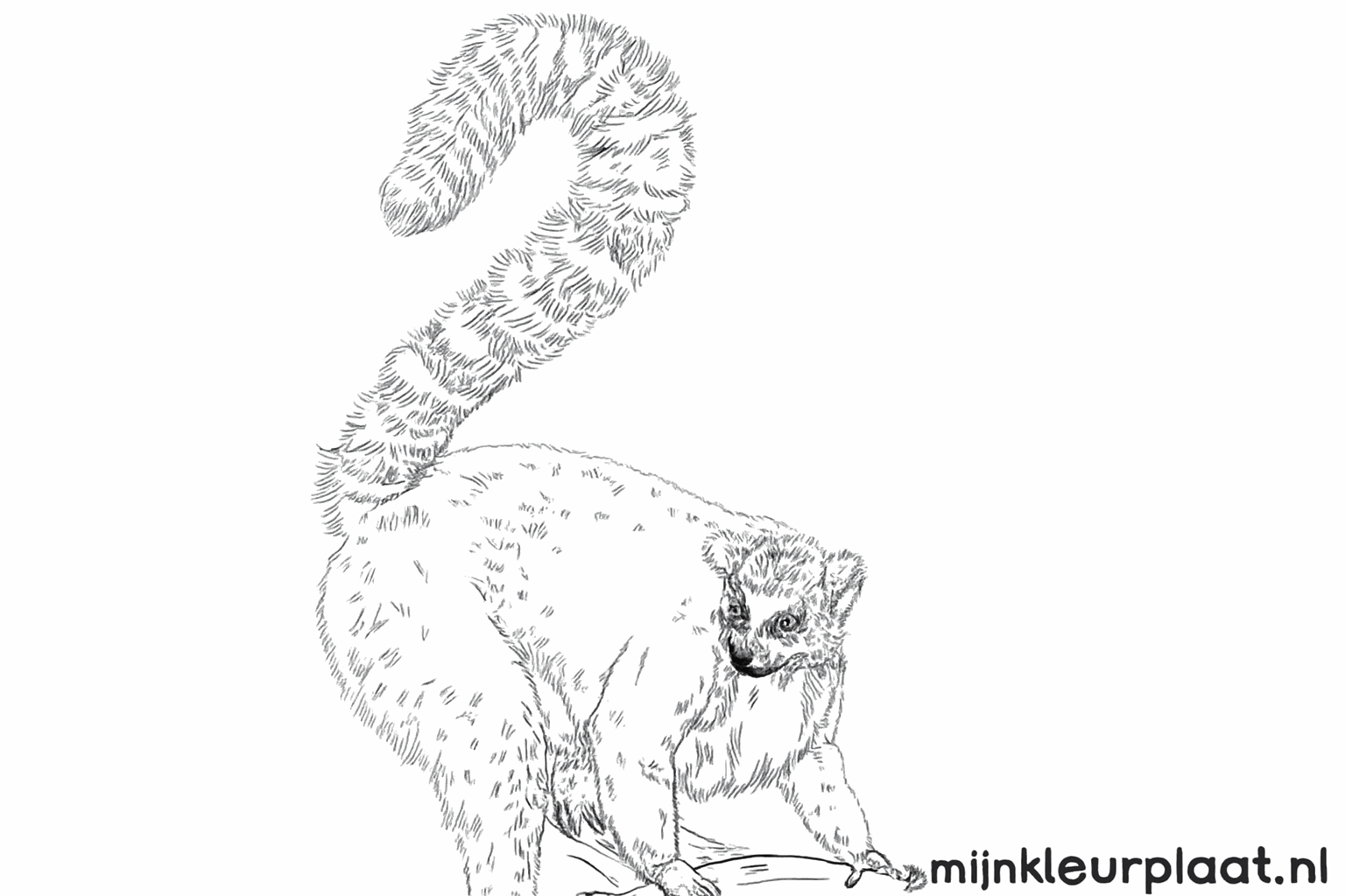 Drawing a ring-tailed lemur: Step-by-step drawing lesson