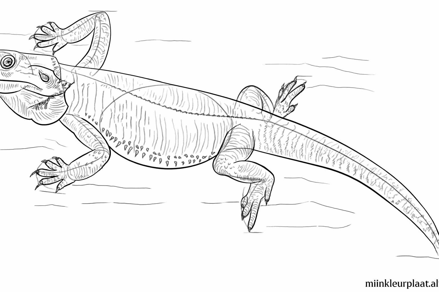 Details of spikes on the head and back of the bearded dragon.