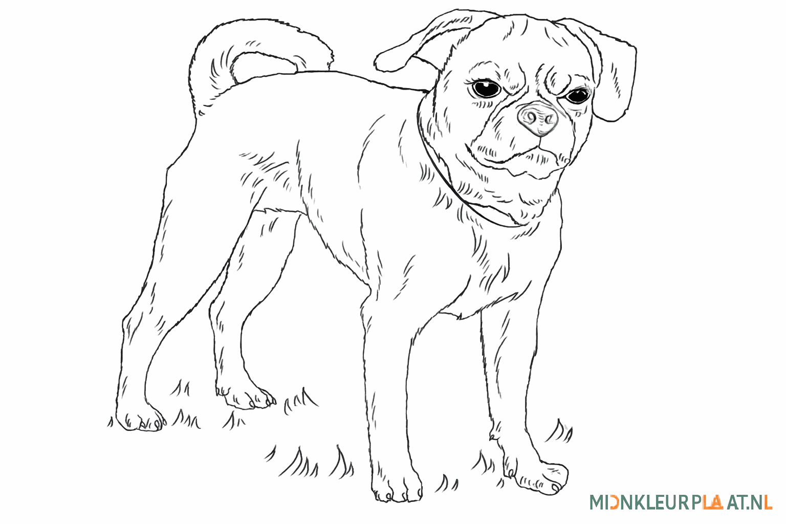 De voltooide tekening van een Puggle zonder hulplijnen, klaar om in te kleuren.