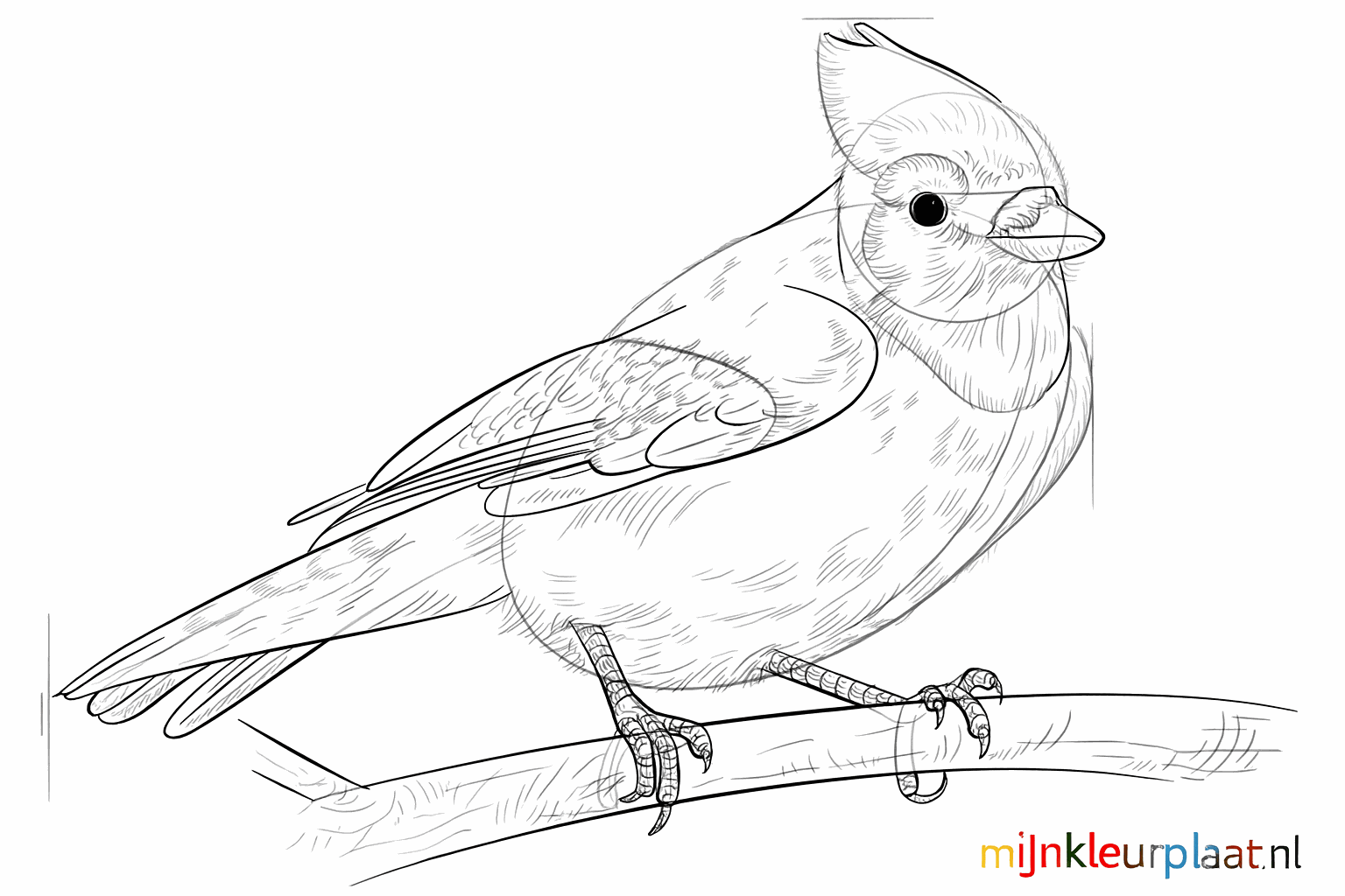 Details of feathers on the wing and tail of the drawn bird.