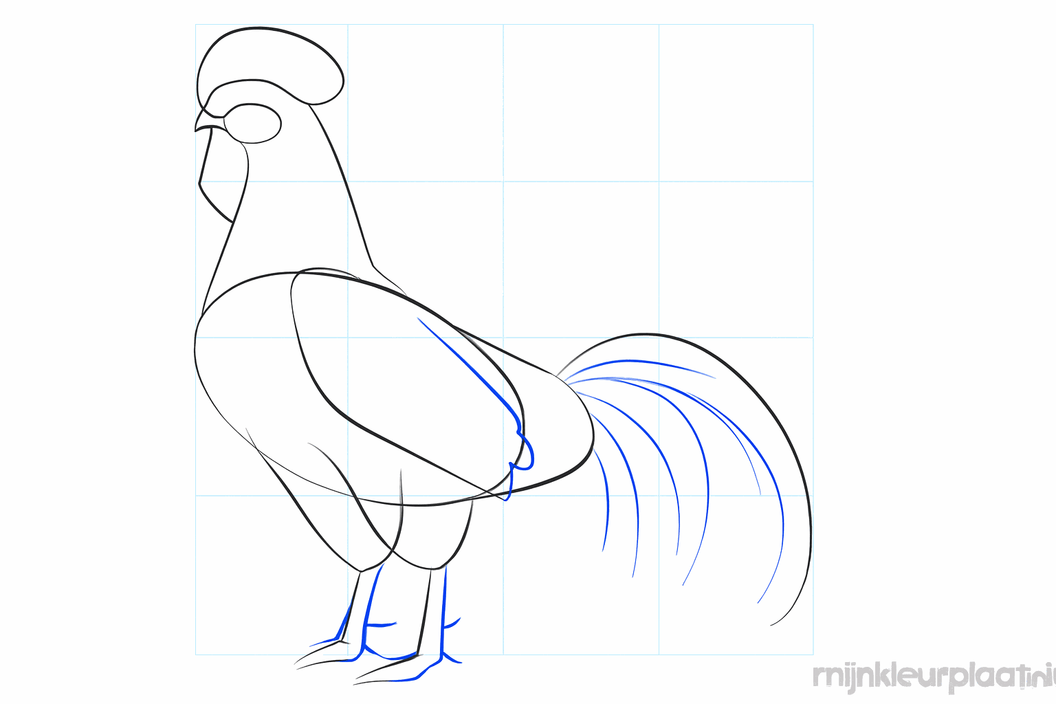 The comb takes shape and the wing is drawn as an oval.