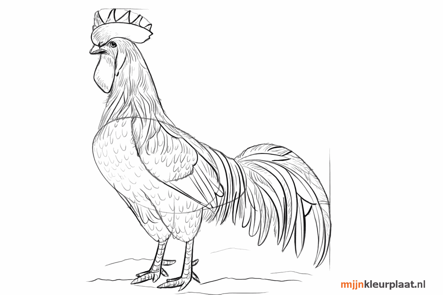 The rooster gets an eye and extra lines for details.