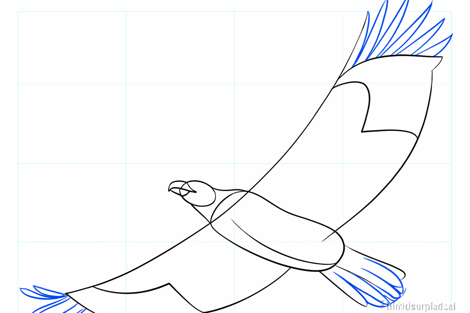 Guide lines for the feathers in the wings and tail of the eagle.