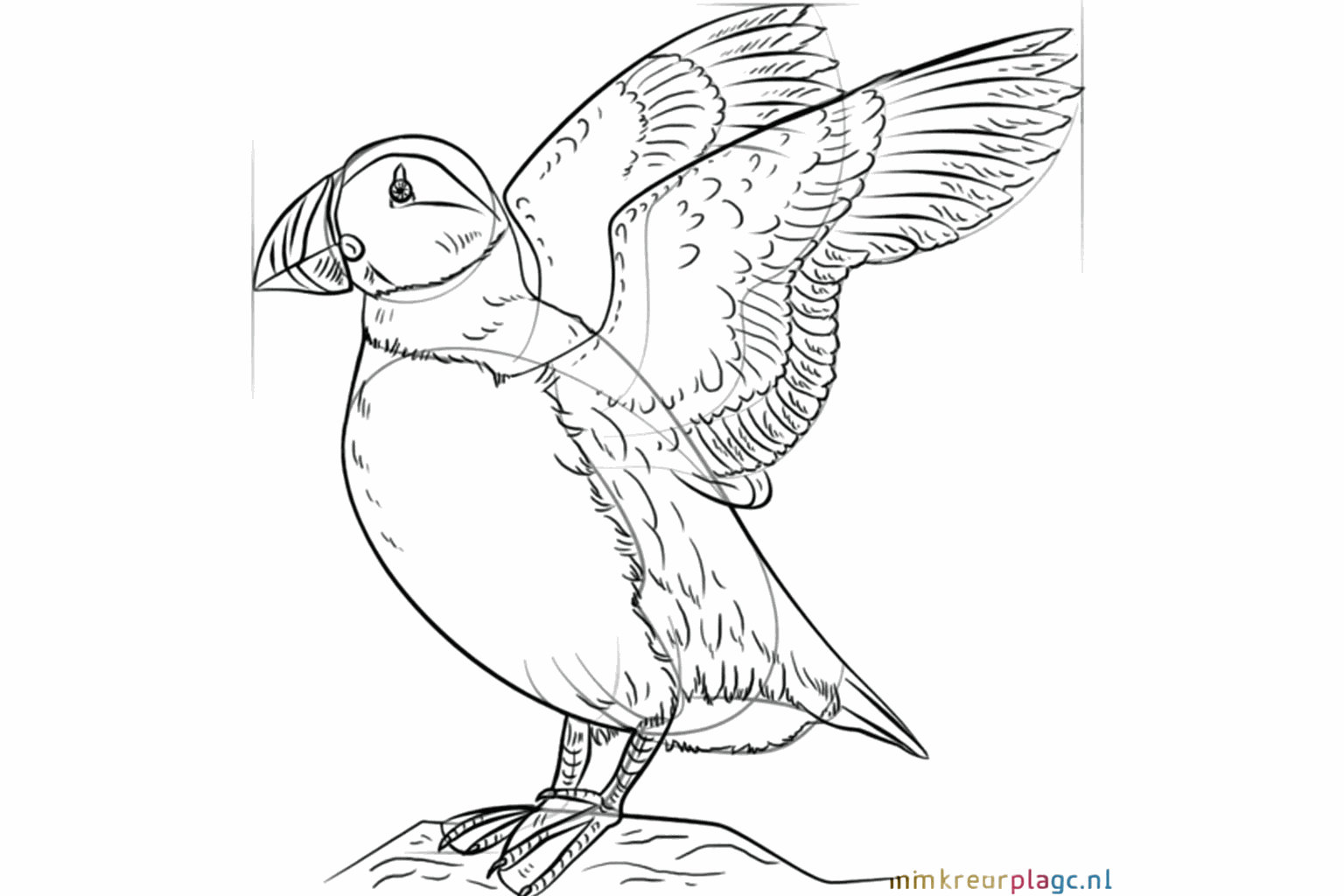 Details of the feathers on the head and small claws on the rock.