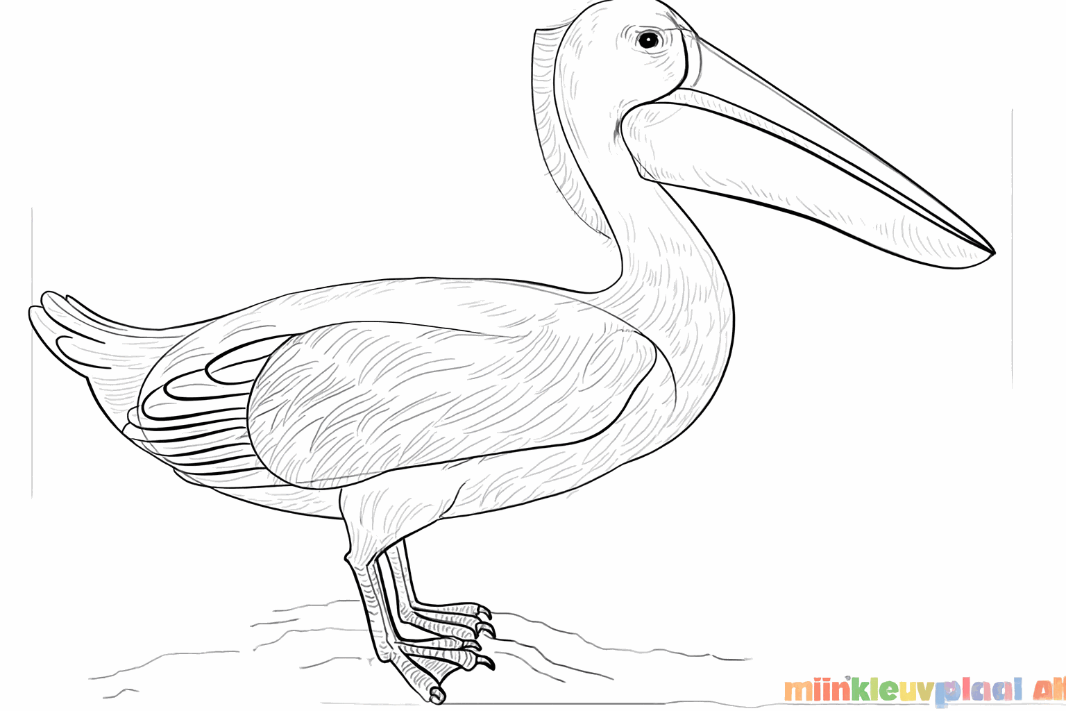 Drawing of the feathers on the wing and the tail of the pelican.
