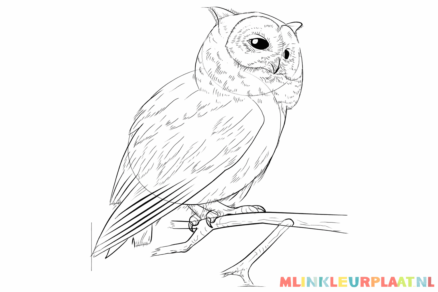 Adding feather details and the structure of the tree branch.