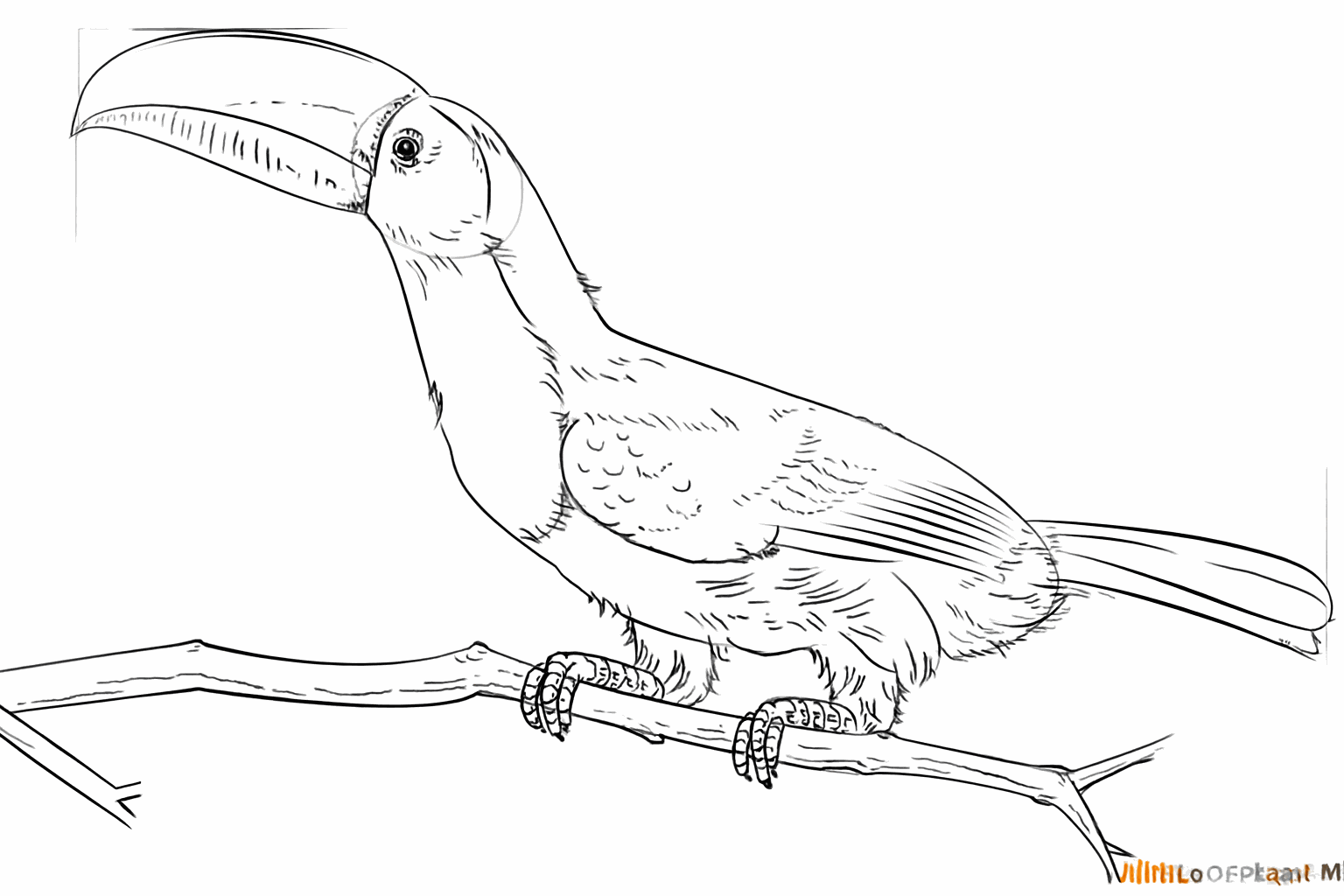 The center line of the beak and small lines for the feathers on the tail.