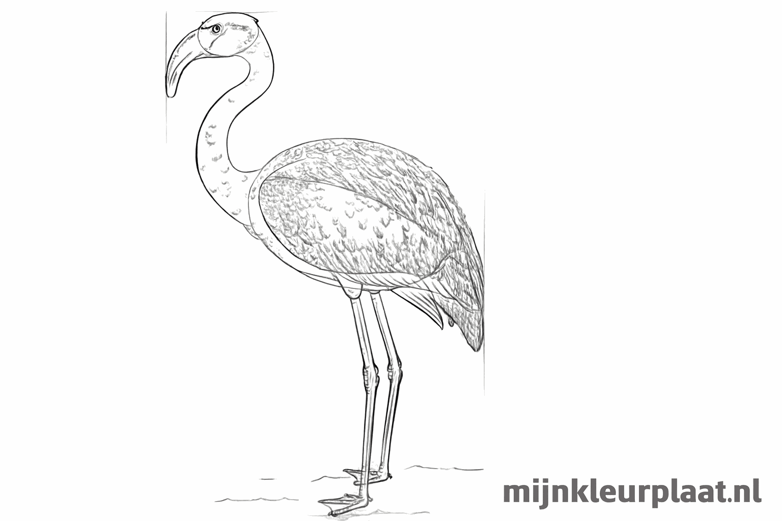 Details of feathers on the wing and the back of the flamingo.