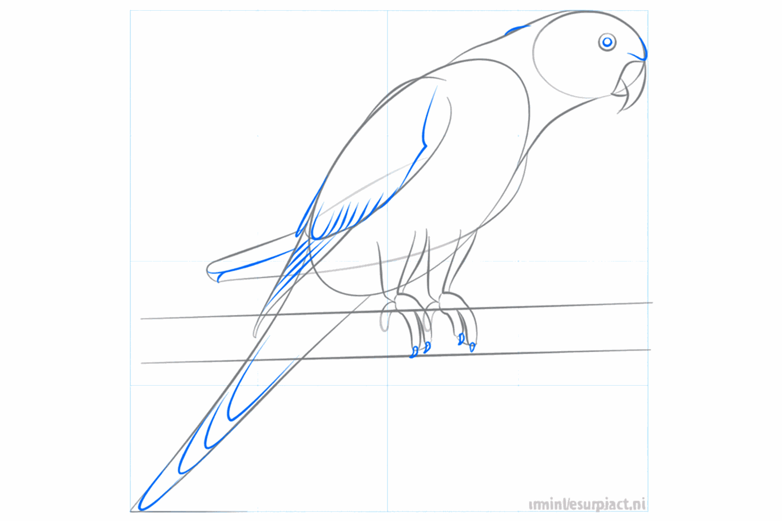 Details of the face with an eye and the feet clamped around the perch.