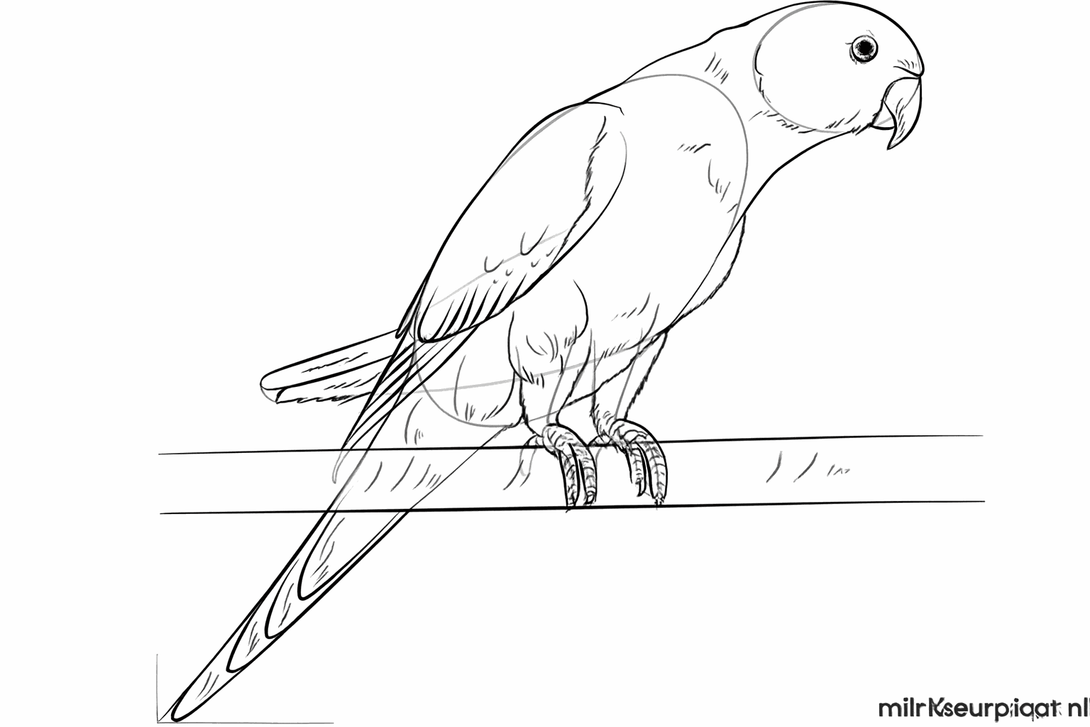 Lines in the wings and tail that look like feathers.