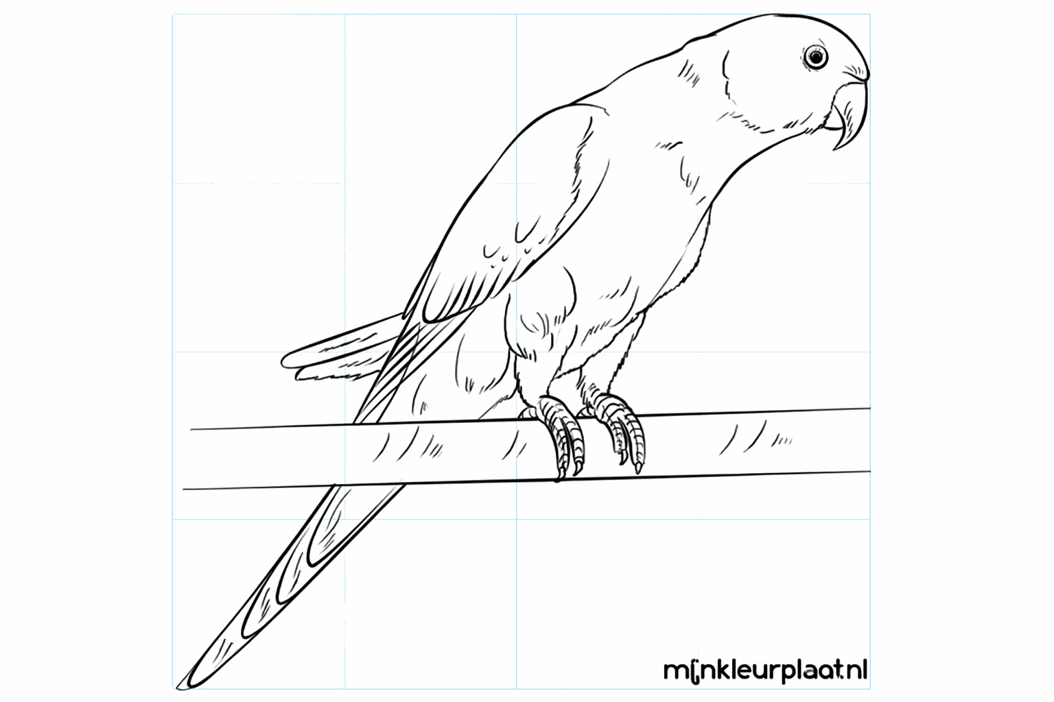 Drawing a cheerful parakeet in 8 simple steps