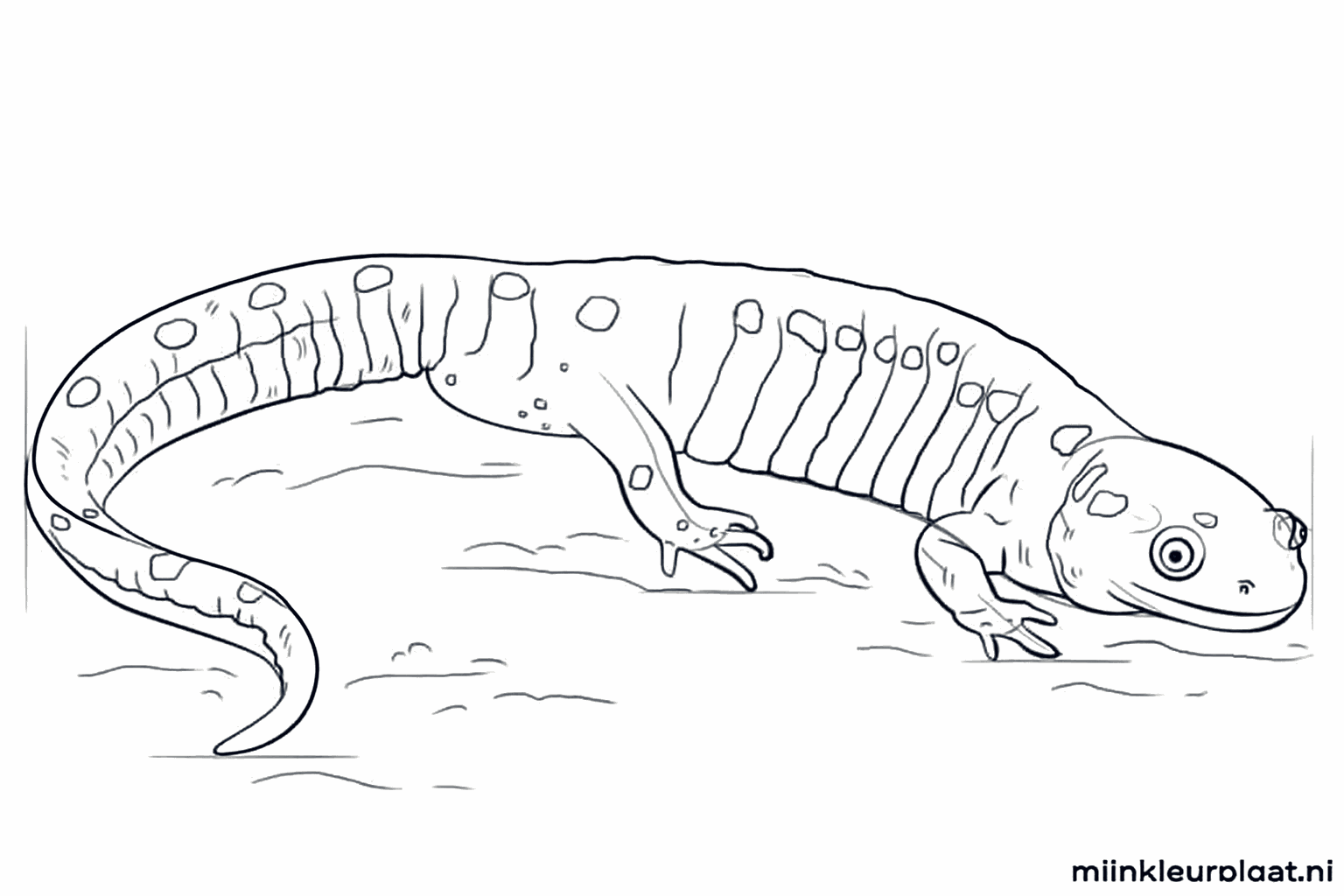 Het gezichtje en de ruglijn van de salamander verder uitgewerkt.