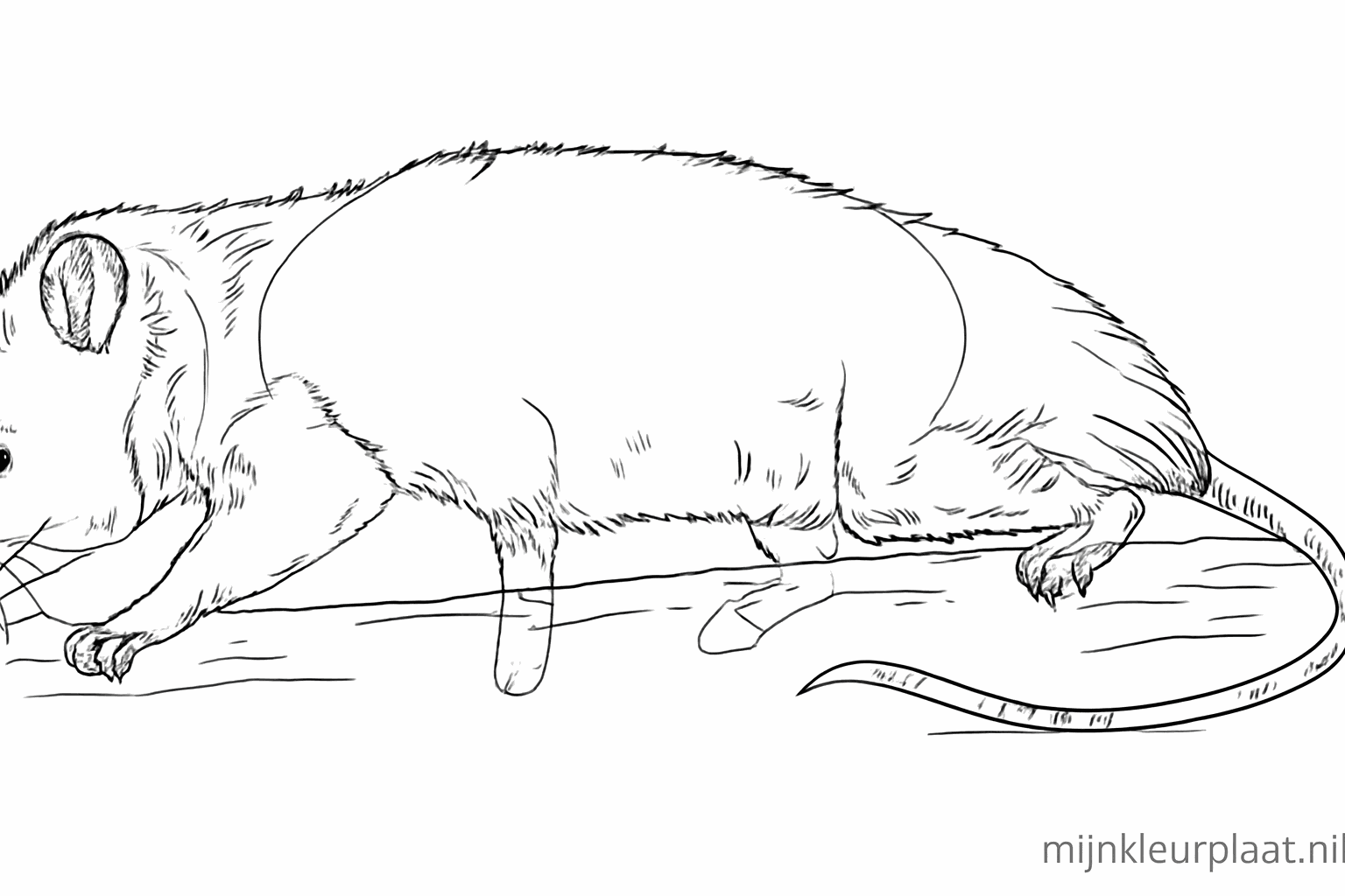 De buidelrat krijgt meer details en zachte lijnen voor de vacht.