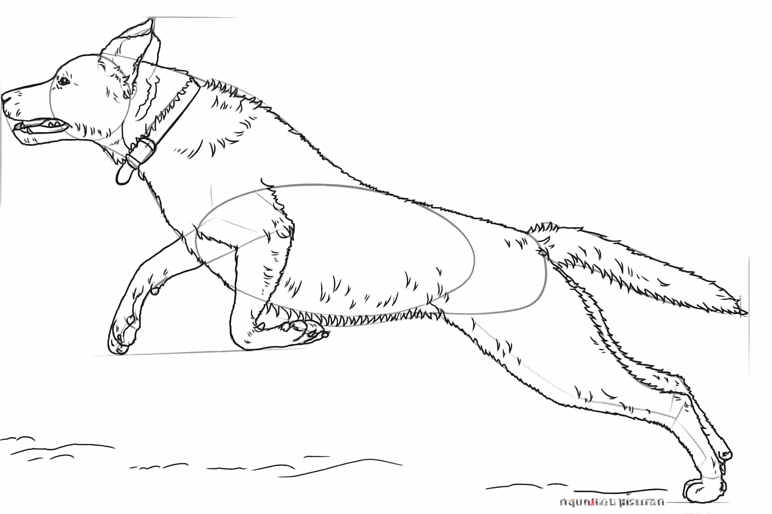 Drawing a Labrador step 7: Drawing the collar and details of the mouth.
