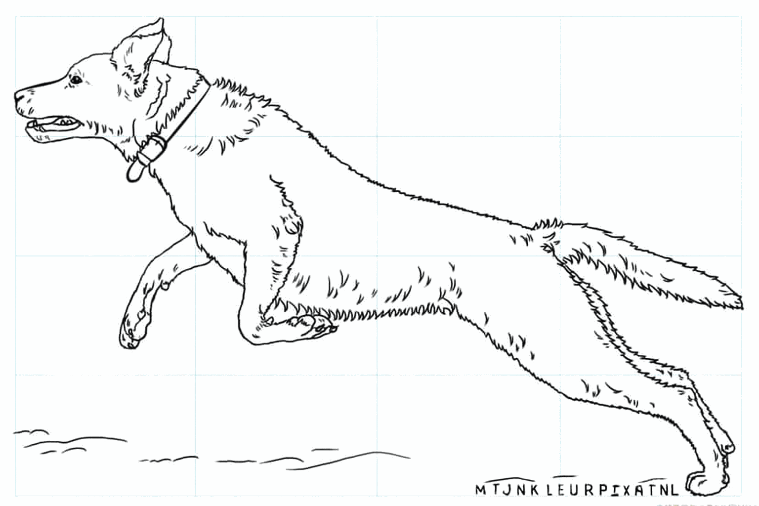 Labrador drawing lesson step 8: Finishing the drawing and erasing guide lines.