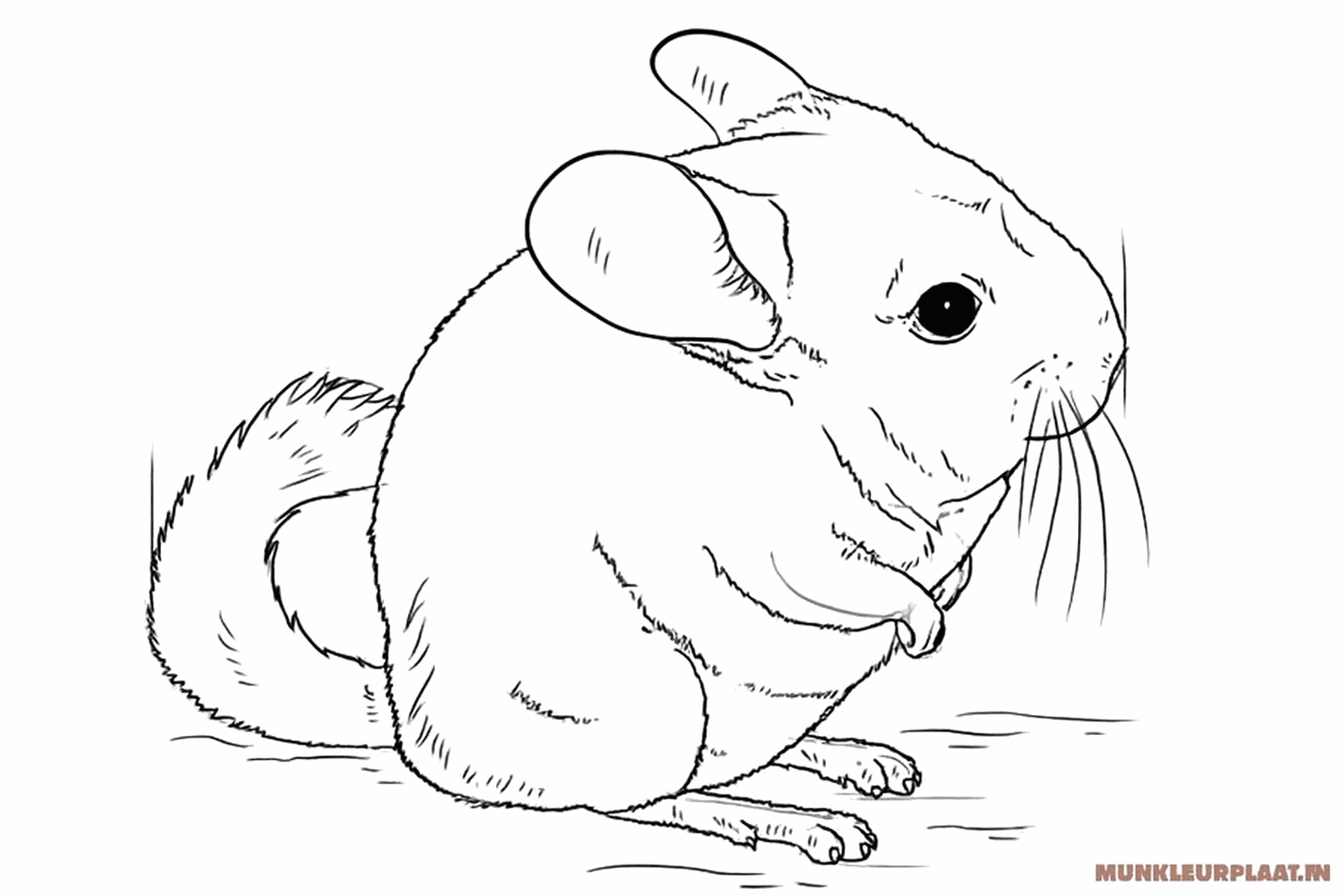 Snorharen en kleine klauwtjes toevoegen aan de tekening.